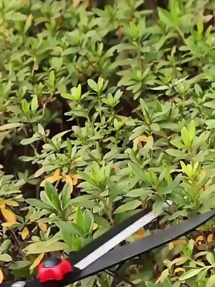 Sécateur professionnel robuste, lame carbone 25 cm, manche ergonomique en noyer antidérapant, idéal pour bordures, haies et taille décorative.