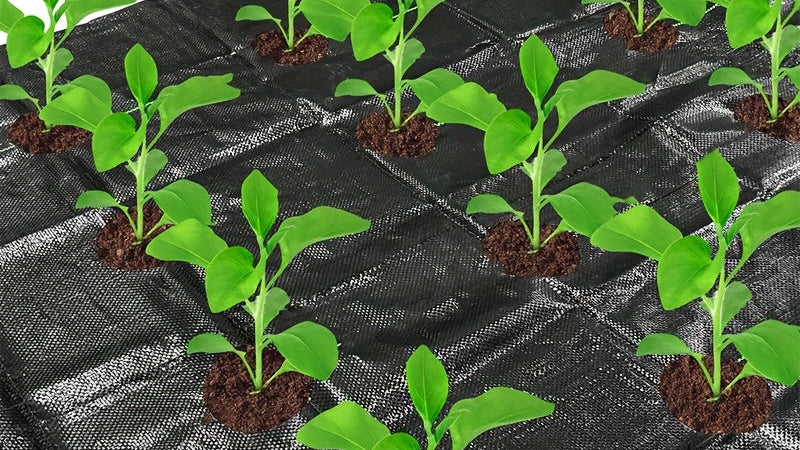 Filet respirant pour fraises et légumes, matériau PP durable, toutes saisons, personnalisable, facile à installer, protège du désherbage et favorise croissance des plantes.